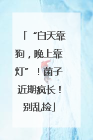 “白天靠狗，晚上靠灯”！菌子近期疯长！别乱捡