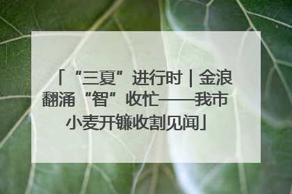 “三夏”进行时｜金浪翻涌“智”收忙——我市小麦开镰收割见闻