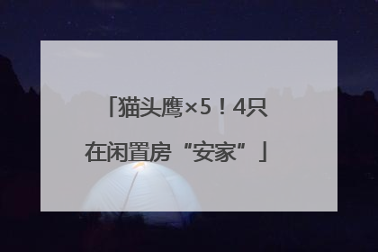 猫头鹰×5！4只在闲置房“安家”