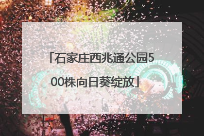 石家庄西兆通公园500株向日葵绽放