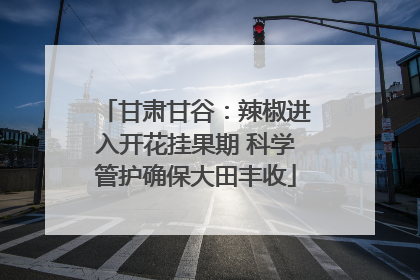 甘肃甘谷：辣椒进入开花挂果期 科学管护确保大田丰收