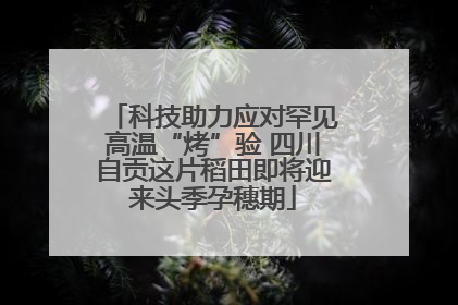 科技助力应对罕见高温“烤”验 四川自贡这片稻田即将迎来头季孕穗期