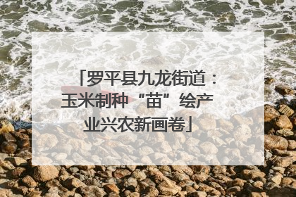 罗平县九龙街道：玉米制种“苗”绘产业兴农新画卷