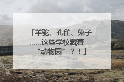 羊驼、孔雀、兔子……这些学校藏着 “动物园”？！