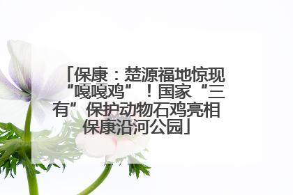 保康：楚源福地惊现“嘎嘎鸡”！国家“三有”保护动物石鸡亮相保康沿河公园