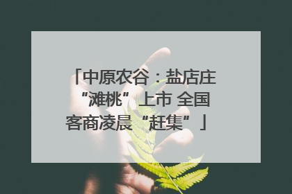 中原农谷：盐店庄“滩桃”上市 全国客商凌晨“赶集”