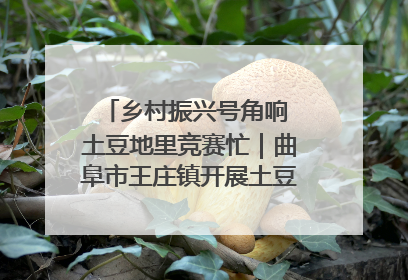 乡村振兴号角响 土豆地里竞赛忙｜曲阜市王庄镇开展土豆收获劳动竞赛