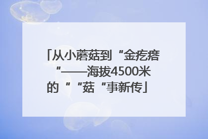 从小蘑菇到“金疙瘩“——海拔4500米的““菇“事新传