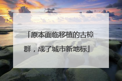 原本面临移植的古樟群，成了城市新地标