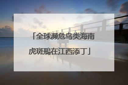 全球濒危鸟类海南虎斑鳽在江西添丁