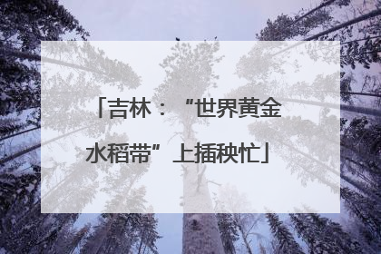 吉林：“世界黄金水稻带”上插秧忙