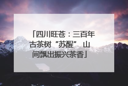 四川旺苍：三百年古茶树“苏醒” 山间飘出振兴茶香