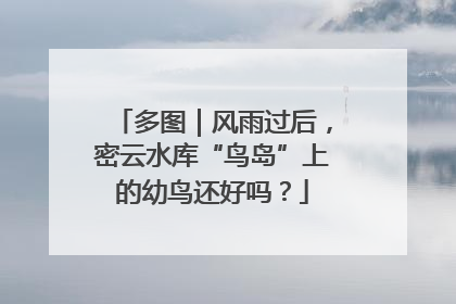 多图｜风雨过后，密云水库“鸟岛”上的幼鸟还好吗？
