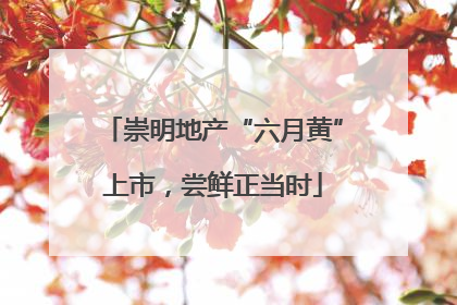 崇明地产“六月黄”上市，尝鲜正当时