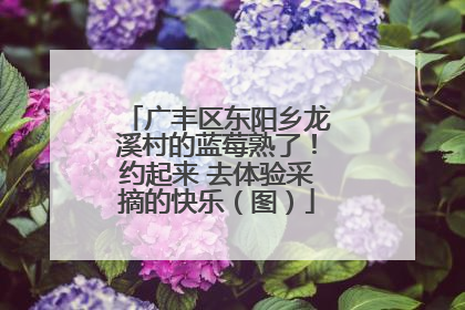 广丰区东阳乡龙溪村的蓝莓熟了！约起来 去体验采摘的快乐（图）