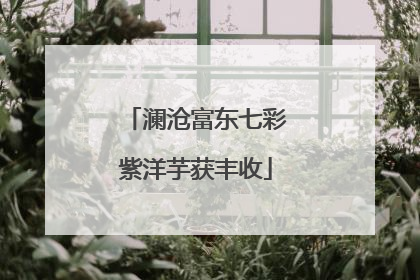 澜沧富东七彩紫洋芋获丰收
