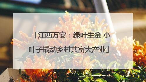 江西万安：绿叶生金 小叶子撬动乡村共富大产业