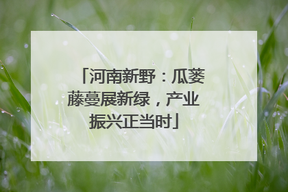 河南新野：瓜蒌藤蔓展新绿，产业振兴正当时