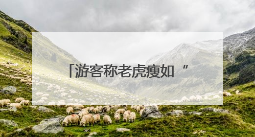 游客称老虎瘦如“卡片”？北京动物园：体重正常，饲料能保障营养需求