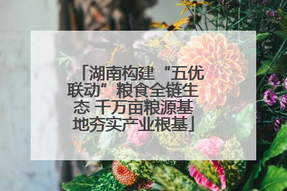 湖南构建“五优联动”粮食全链生态 千万亩粮源基地夯实产业根基