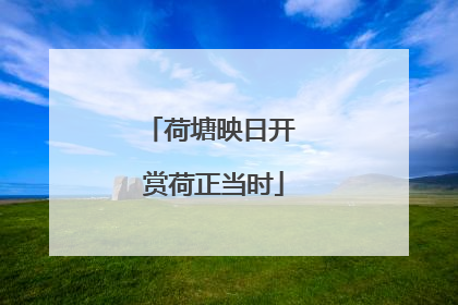 荷塘映日开 赏荷正当时