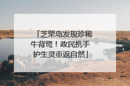 芝罘岛发现珍稀牛背鹭！政民携手护生灵重返自然