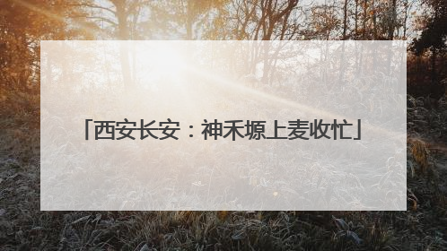 西安长安：神禾塬上麦收忙