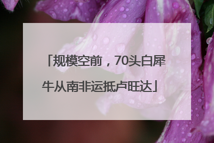 规模空前，70头白犀牛从南非运抵卢旺达