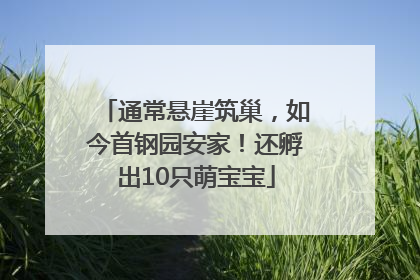 通常悬崖筑巢，如今首钢园安家！还孵出10只萌宝宝