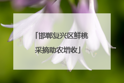 邯郸复兴区鲜桃采摘助农增收