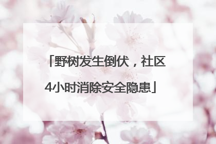野树发生倒伏，社区4小时消除安全隐患