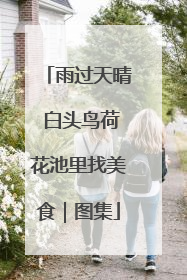 雨过天晴 白头鸟荷花池里找美食｜图集