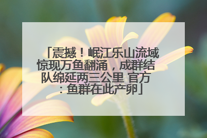 震撼！岷江乐山流域惊现万鱼翻涌，成群结队绵延两三公里 官方：鱼群在此产卵