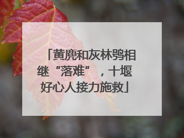 黄麂和灰林鸮相继“落难”，十堰好心人接力施救