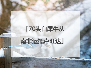 70头白犀牛从南非运抵卢旺达